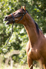 A bay thoroughbred horse wearing a bridle standing in a field by the trees on a warm summer day, close up portrait