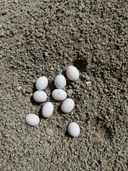 eggs on the ground