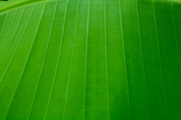 Beautiful natural Texture background of fresh green banana Leaf.