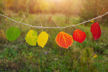 Autumn leaves of green, yellow, orange, red and burgundy shades hang on a natural thread against the background of a forest glade. Cute creative cozy autumn concept.