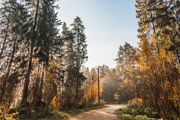 Autumn forest road. Rays of sunlight shine through the branches of trees.