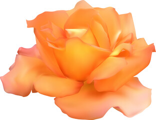 orange rose bloom on white side view