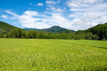 青い稲穂と水田風景　鹿児島県出水平野