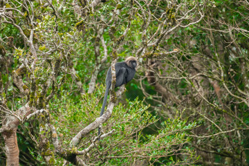 Nilgiri Langur in it's wild habitat
