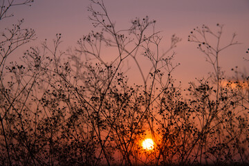 Dark silhouette of branches with small flowers on the sunset background .