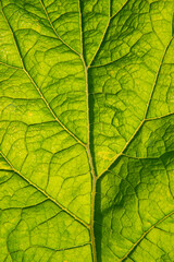 Naklejka na ściany i meble Close-up of a large green burdock leaf.