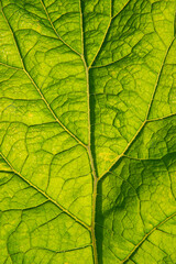 Close-up of a large green burdock leaf.