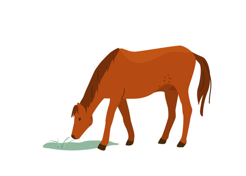 Brown horse eat grass vector illustration. Isolated on white background. Mare equine in simple cartoon flat style