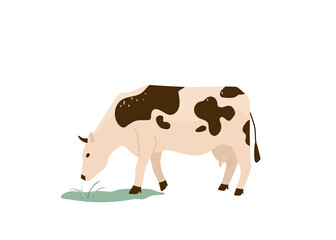 Spotted black and white cow eat green grass vector illustration. Isolated on white background. Dairy industry in simple cartoon flat style