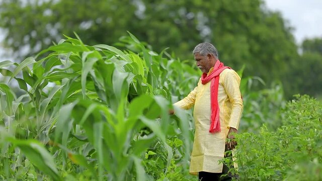 indian farmer standing at field.
