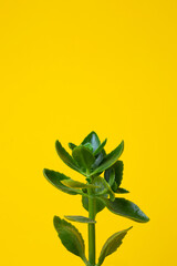 Fototapeta na wymiar home green flower on yellow background
