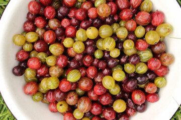Juicy and fragrant multicolored gooseberry is in a white bowl on bright green grass. Concept of summer, autumn, harvest, taste. Copy space
