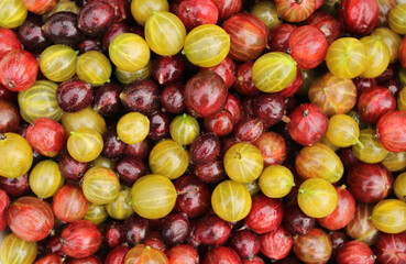 Background made from juicy and fragrant multicolored gooseberry. Concept of summer, autumn, harvest, taste. Copy space