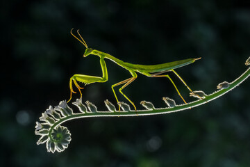 green praying mantis on flower / Mantis religiosa