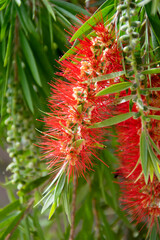 Fototapeta premium Bottle brush, Callistemon in flower outdoor organic garden with sunlight, organic coloring.