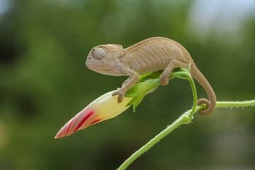 Chameleon veiled catching insect, animal closeup, chameleon veiled on flower