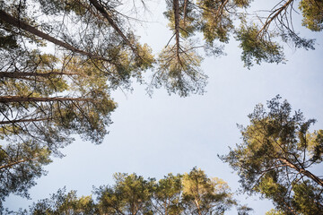 pine tree tops shot from bottom up on sunny summer day