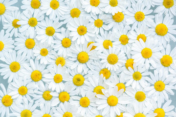 background of white chamomile flowers close-up