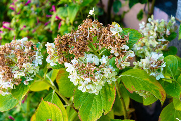 Closeup shot of dry hydrangea flowers in a garden