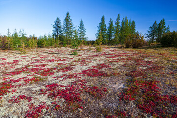 Autumn in the tundra. Yellow spruce branches in autumn colors on the moss background. Tundra, Kola...