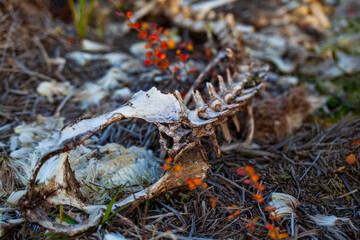 Tundra, Yamal peninsula, reindeer skeleton eaten by wild animals