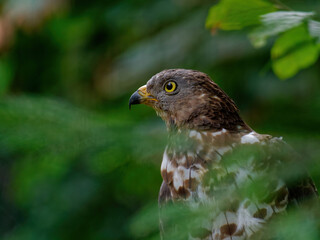 The Eurasian sparrowhawk, Accipiter nisus, also known as the northern sparrowhawk or simply the sparrowhawk, is a small bird of prey in the family Accipitridae.