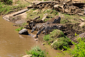 Fototapeta na wymiar Zebras trinken an Mara, Safari in Kenia, Afrika.