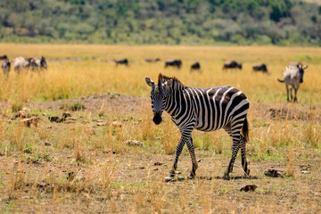 Naklejka premium Migracja, zebry stepowe na sawannie Afryki. Safari na Masai Mara w Kenii.