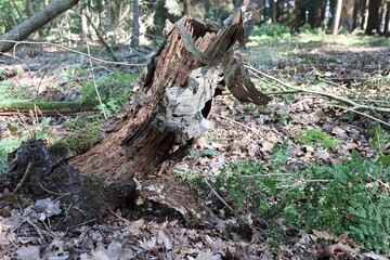 Abholzung