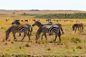 Fototapeta na wymiar Zebras trinken an Mara, Safari in Kenia, Afrika.