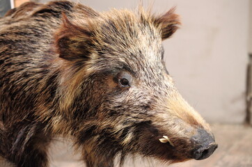 Closeup of a wild boar