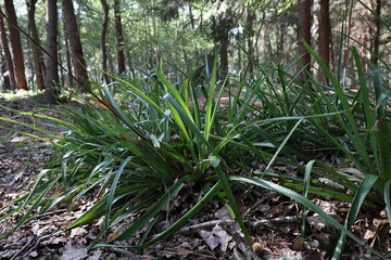 Pflanzen auf dem Waldboden