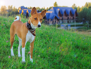 Naklejka na ściany i meble Portrait of a red basenji standing at sunset in a green field for a walk in the summer.