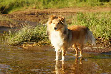 Fototapeta na wymiar dog running in water