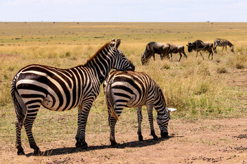 Fototapeta na wymiar Zebras in der Masai Mara, Safari in Kenia, Afrika.