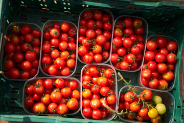 Plastic box with fresh ripe red tomatoes