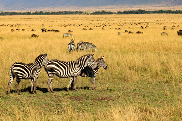 Migration, Steppenzebras in der Savananne von Afrika. Safari an der Masai Mara in Kenia.