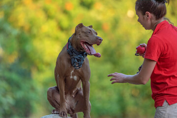 A girl trains a pit bull terrier in the park in summer.