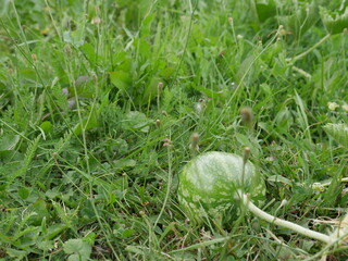 small watermelon growing in the field
