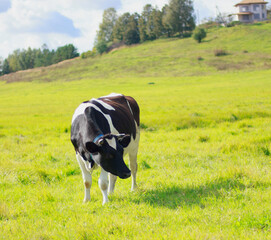 bull on a green lawn