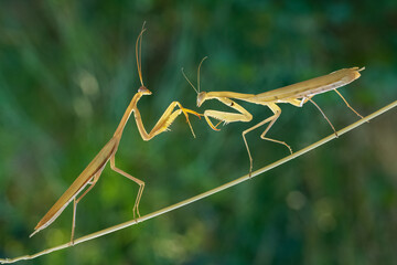 Yellow praying mantis