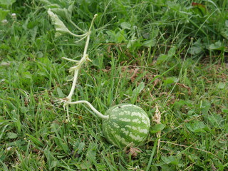 small watermelon growing in the field
