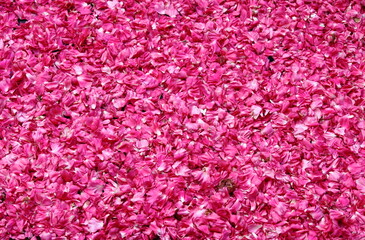 Rose petals for sale