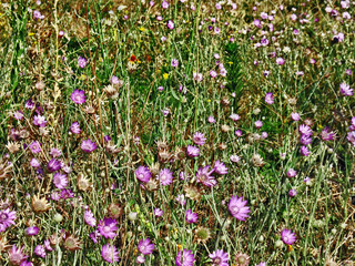 On a solar glade.Composition 3.