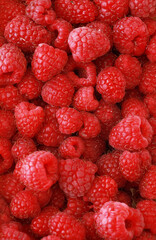 Fresh and sweet raspberries background, close up picture