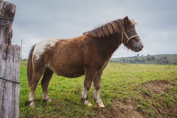 Cute pony with forelock. Small brown horse at the farm. Livestock concept. Portrait of beautiful pony. Rural landscape. Pretty horse in the field. Pony in pasture.
