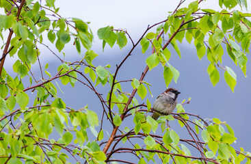 GORRION COMUN - HOUSE SPARROW (Passer domesticus)