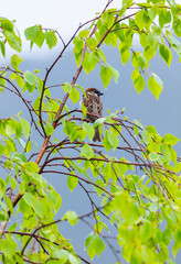 GORRION COMUN - HOUSE SPARROW (Passer domesticus)