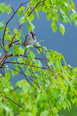 GORRION COMUN - HOUSE SPARROW (Passer domesticus)