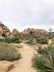 Desert Landscape with Plants, Tree, Rocks and Trail on Cloudy Day in Joshua Tree National Park, California, USA